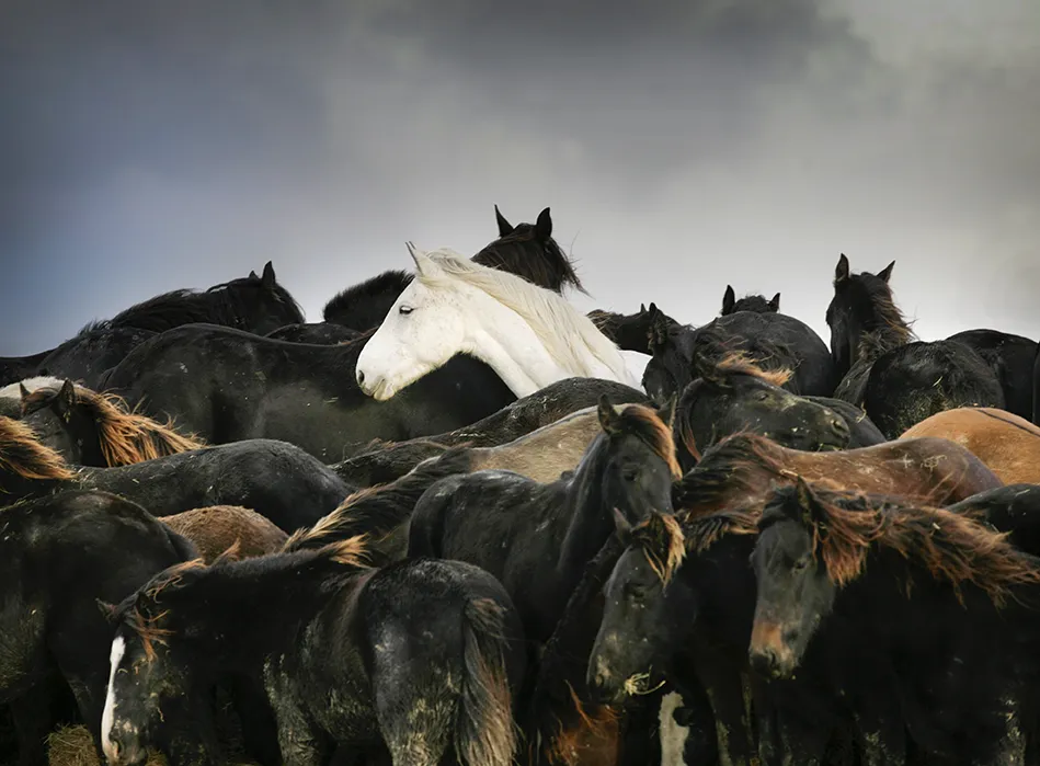 Paarden in nood in Marrum gefotografeerd door Laurens Aaij in 2006