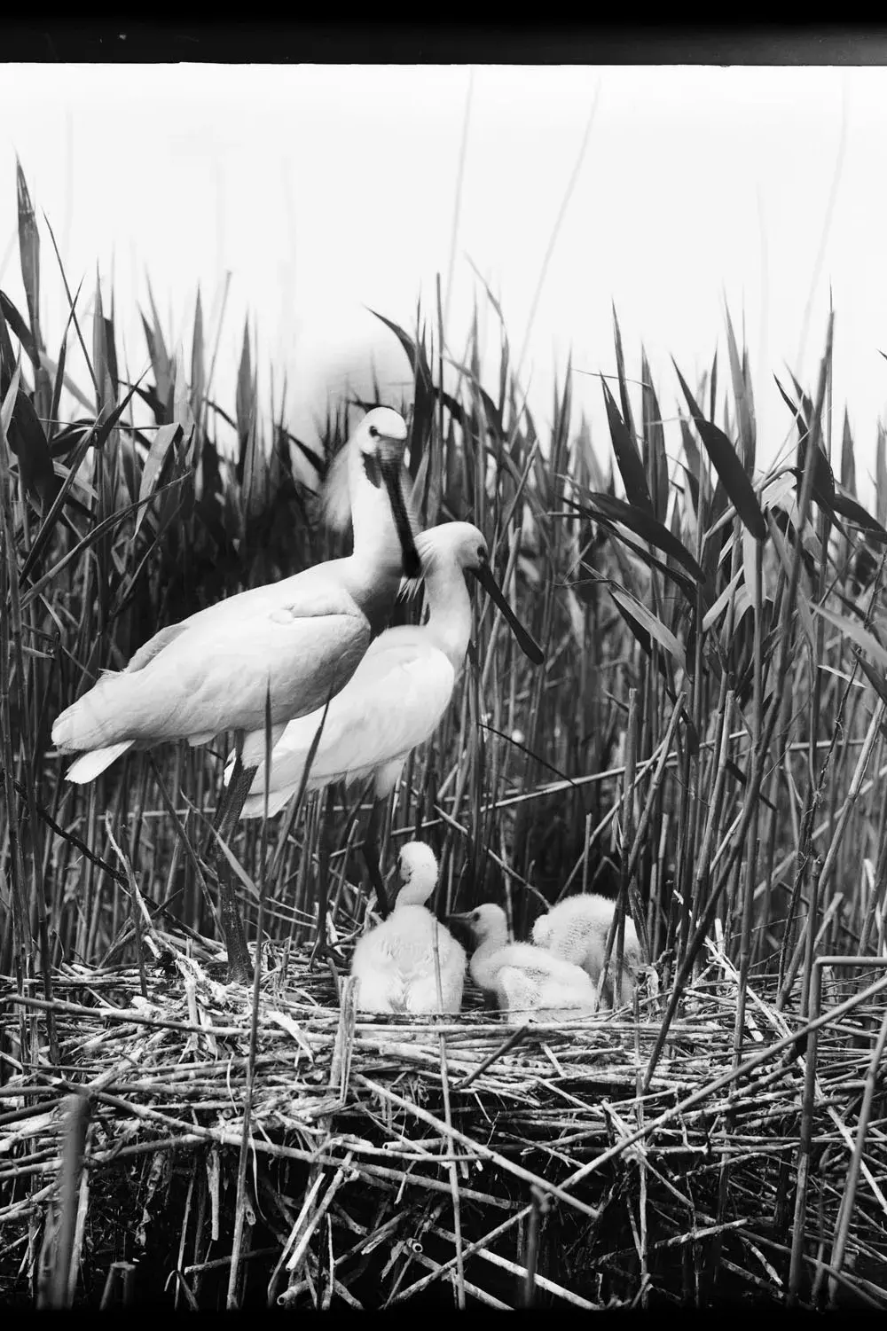Foto van lepelaars op een nest met jongen van Richard Tepe