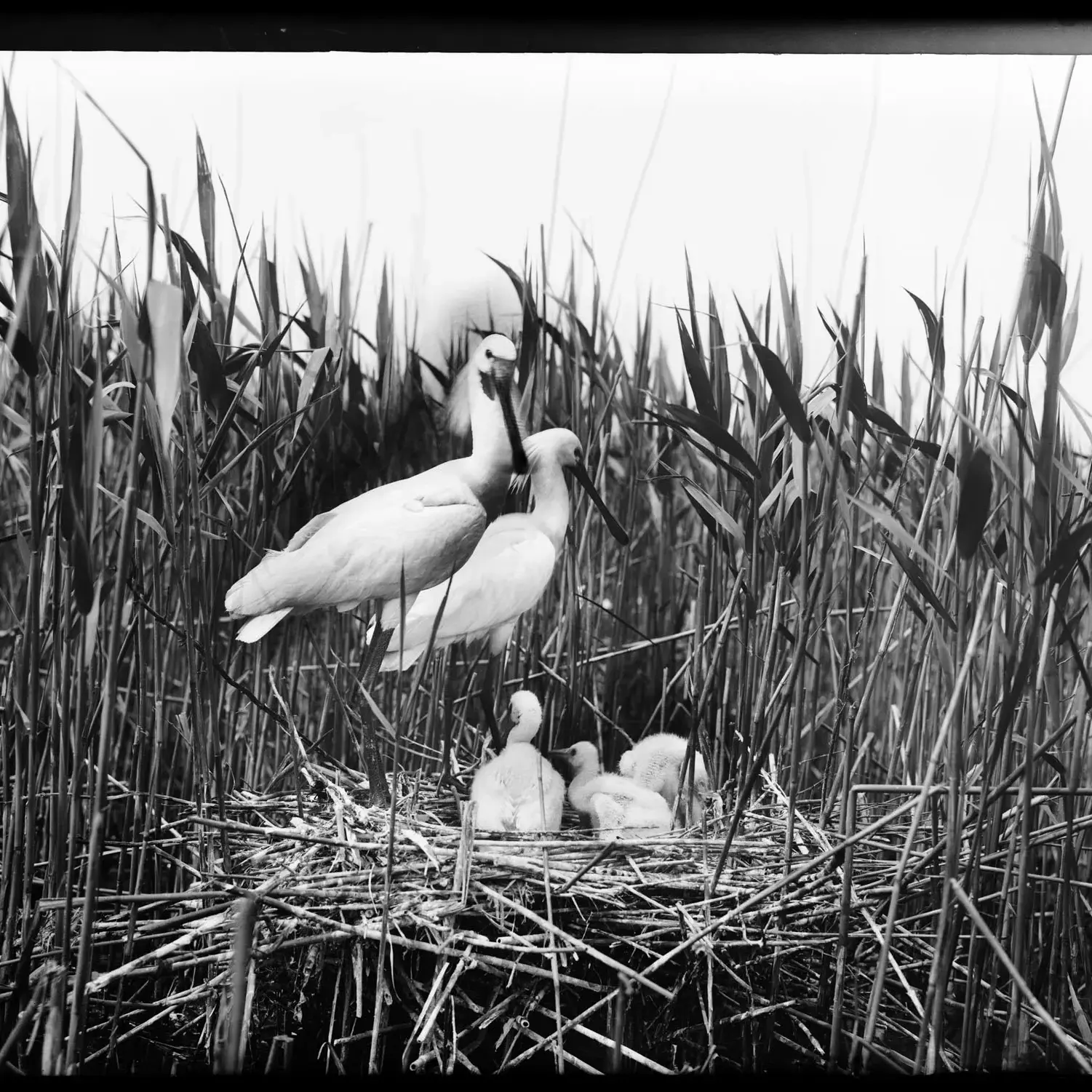 zwart wit foto van 2 lepelaars op een nest met 3 jonge lepelaars