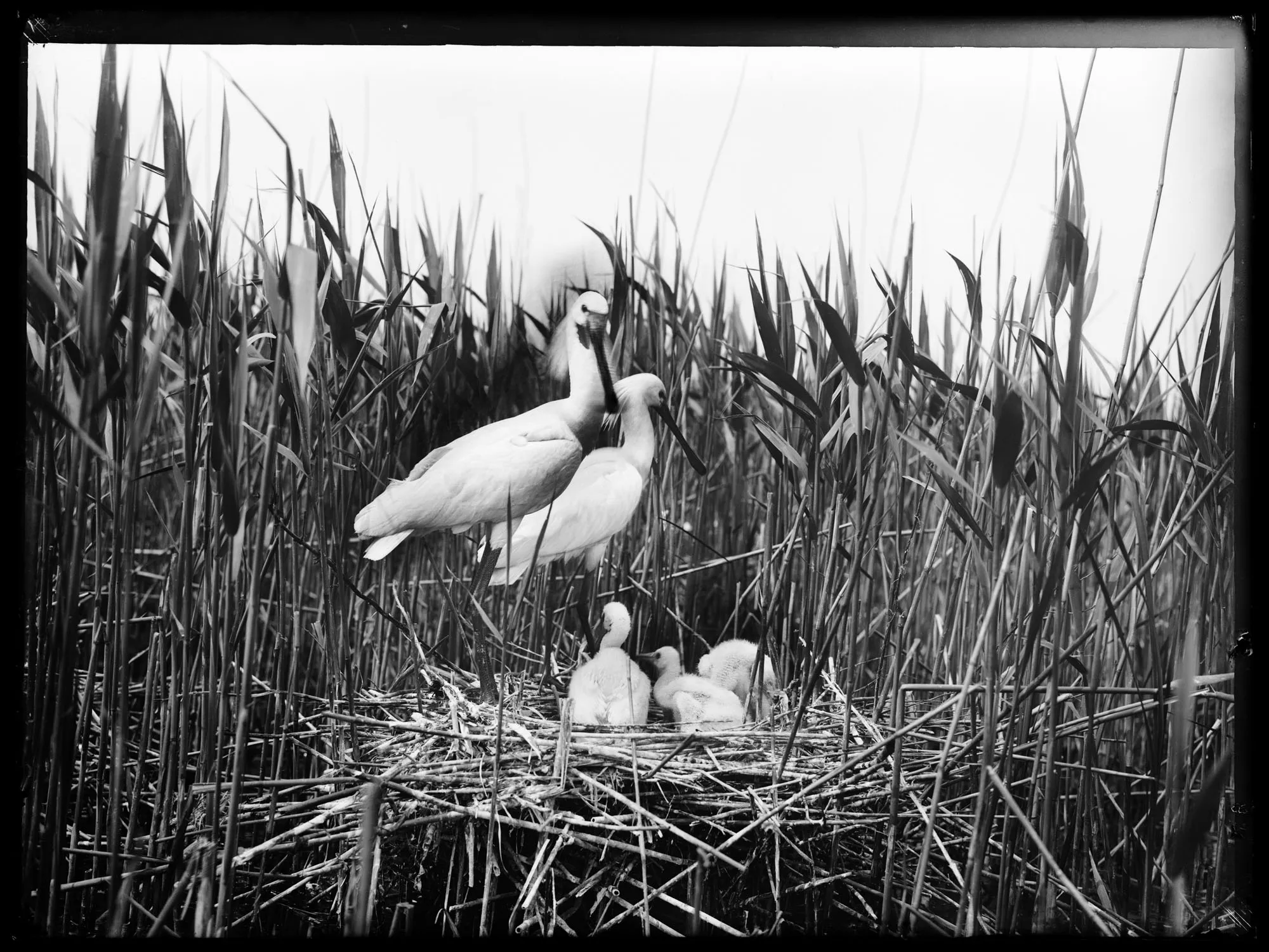 zwart wit foto van 2 lepelaars op een nest met 3 jonge lepelaars