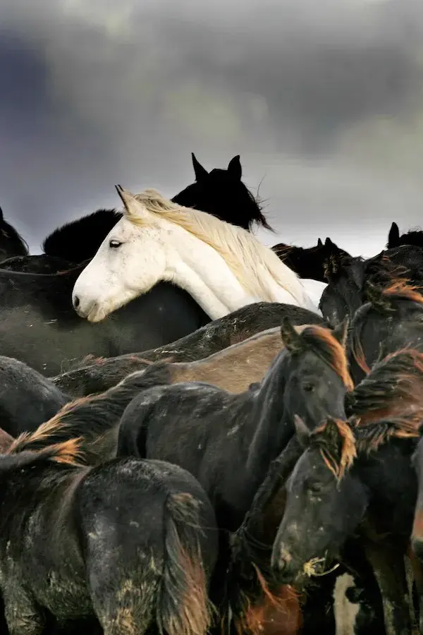 Zilveren Camera 2006: kudde paarden die vastzatenin Marrum