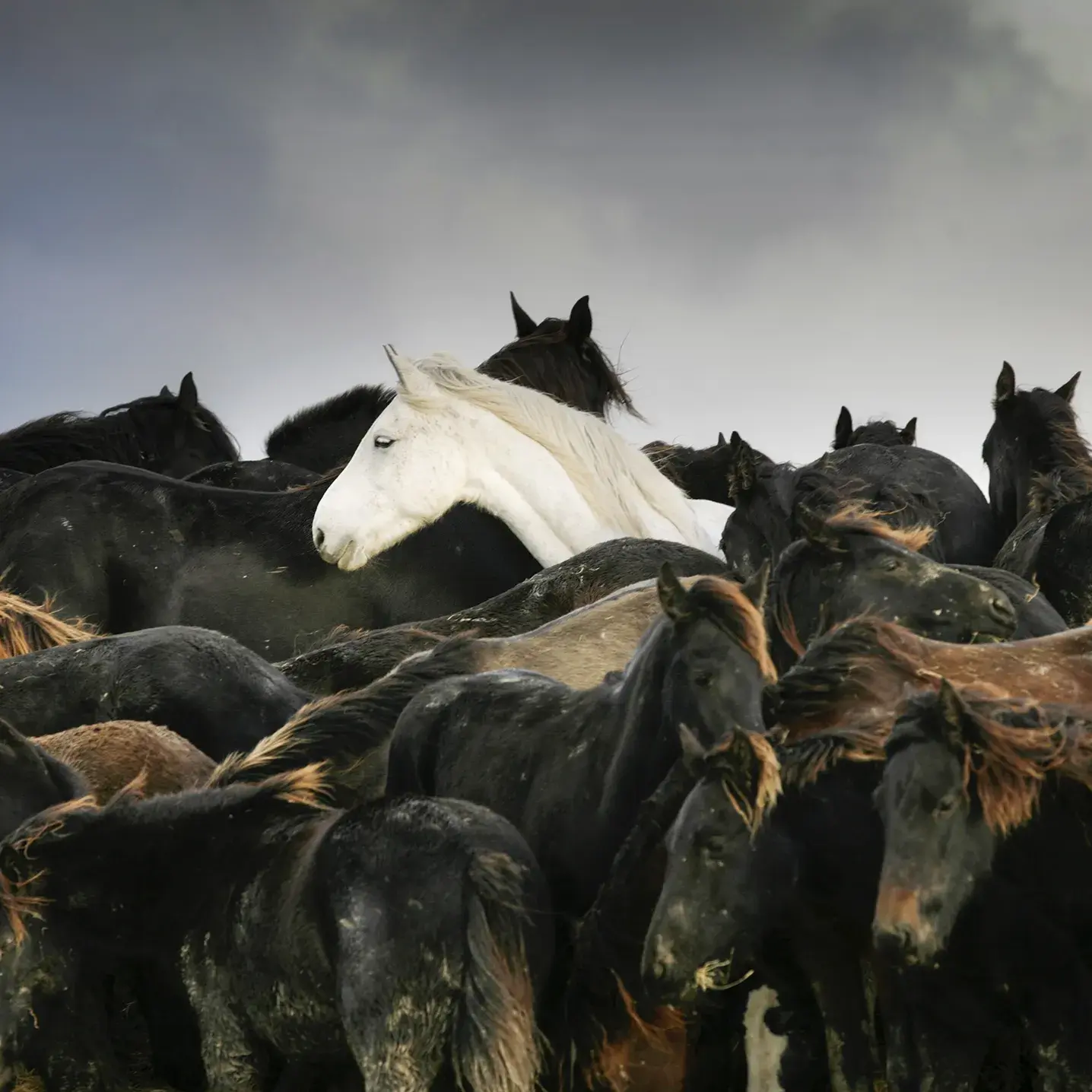 Laurens Aaij won de Zilveren Camera 2006 met de foto van kudde paarden die vast zaten in Marrum